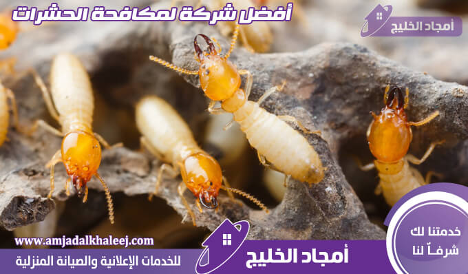 شركة مكافحة النمل الابيض بالمدينة المنورة وأفضل طرق رش للنمل الأبيض