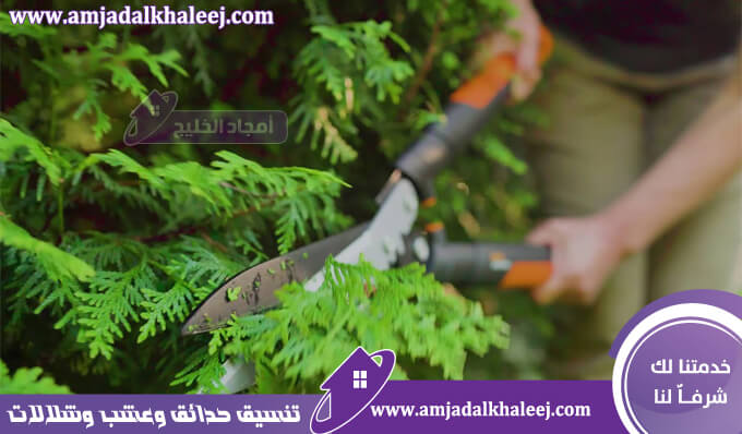 عامل قص اشجار بالجبيل | خدمات تقليم وازالة الأشجار بأمان وسرعة