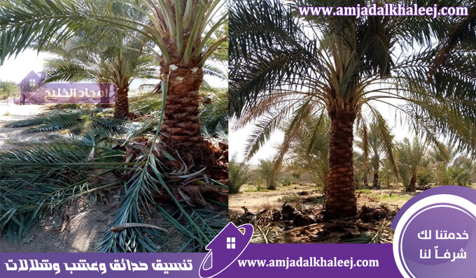 تكريب نخيل بالخبر | تقليم وتنظيف النخيل للحفاظ على صحته وجماله