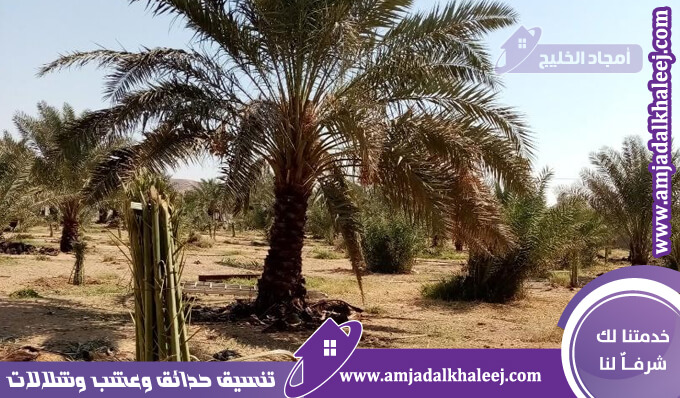 تكريب نخيل بالخبر بجانب زراعة النخيل وتلقيح نخيل بالخبر وصيانة النخيل في المنطقه الشرقيه