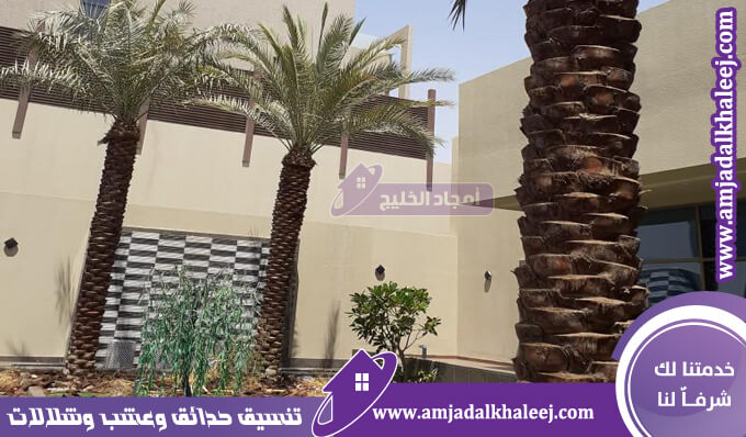 تكريب نخيل بالدمام بأرخص اسعار تكريب النخل الواشنطونيا وكافة أنواع النخيل الأخرى