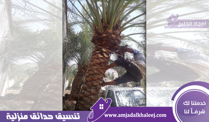 تكريب نخيل بالقطيف: خدمات العناية بالنخيل الاحترافية بخصم 15%
