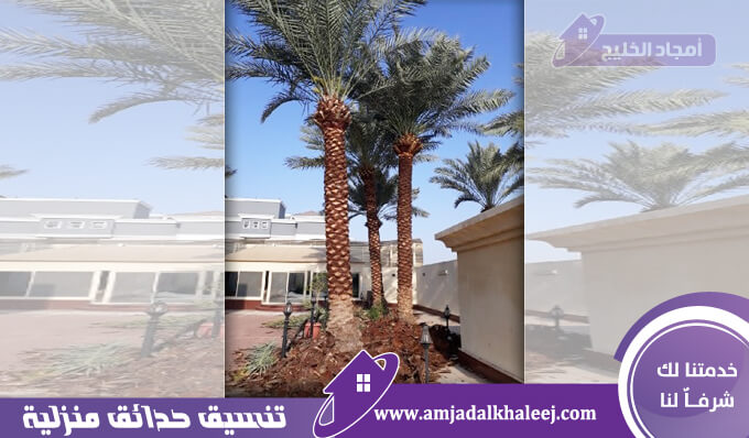 تكريب نخيل بالقطيف يتم من خلال عامل تقليم النخيل بالقطيف وإزالة الأشجار بمنتهى الاحترافية