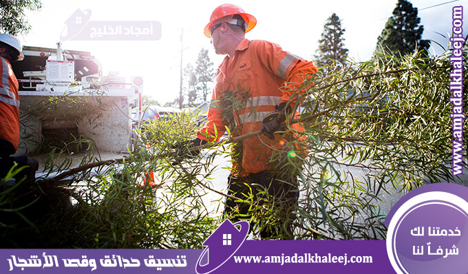 عامل قص اشجار بالقطيف | أفضل عمالة مدربة لإزالة الأشجار بأقل تكلفة