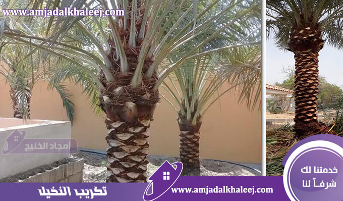 تكريب نخيل بالمدينة المنورة | تلقيح نخيل بسعر تنافسي وخدمة 24ساعة