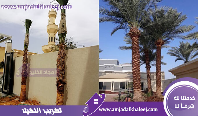 تكريب نخيل بالمدينة المنورة يتم من خلال شركة تنسيق حدائق بالمدينة المنورة بأفضل سعر وأعلى جودة.