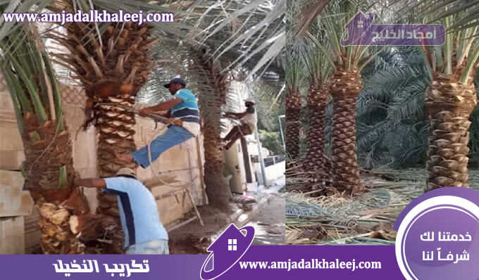 تكريب نخيل بالمدينة المنورة يتم من خلال شركة تنسيق حدائق بالمدينة المنورة بأفضل سعر وأعلى جودة.